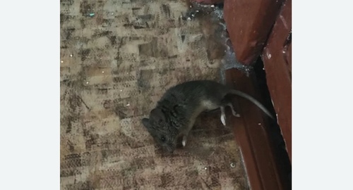 Дезинфекция от мышей в Корсакове
