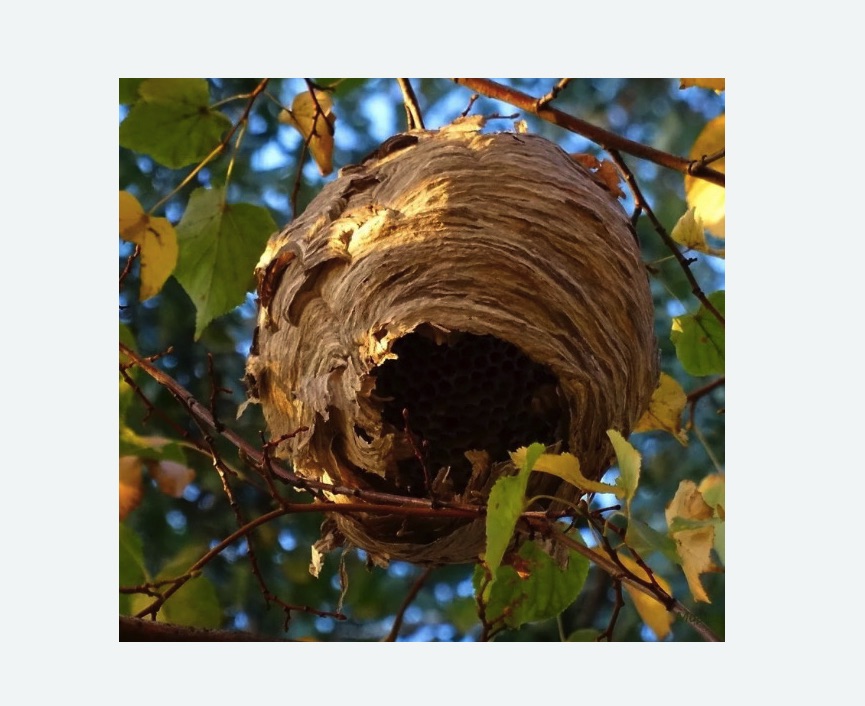 Обработка от шершней в Корсакове