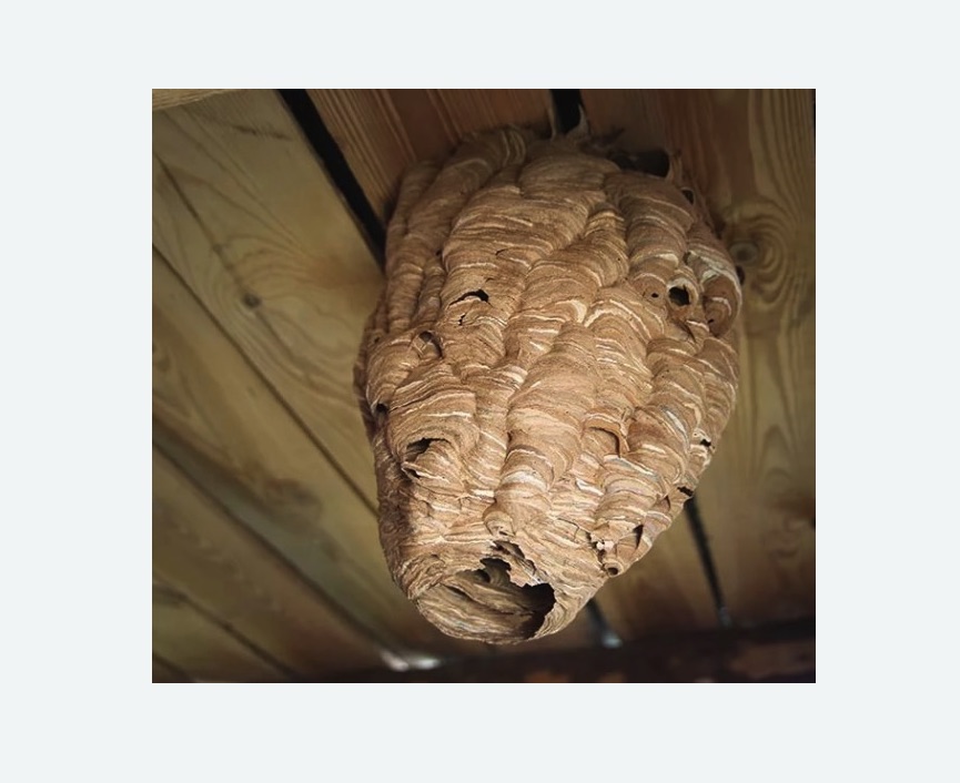 обработка от шершней в Корсакове