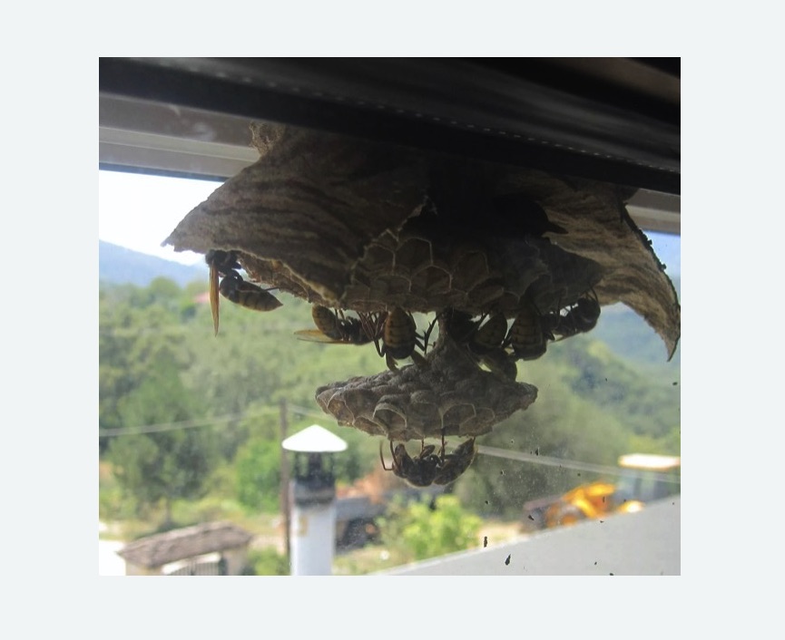 Уничтожение гнёзд шершней в Корсакове