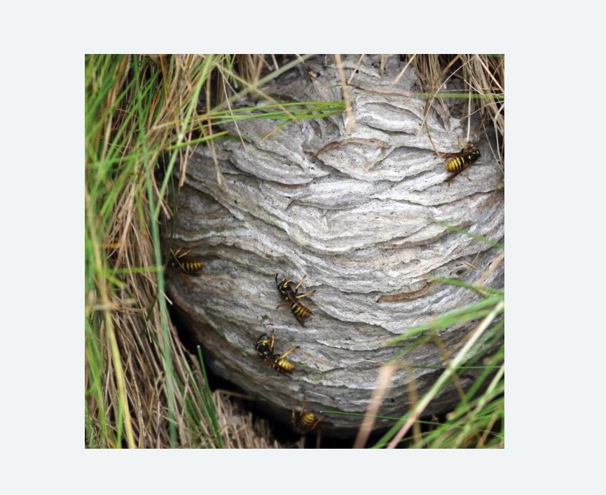 Уничтожение ос и ульев в Корсакове